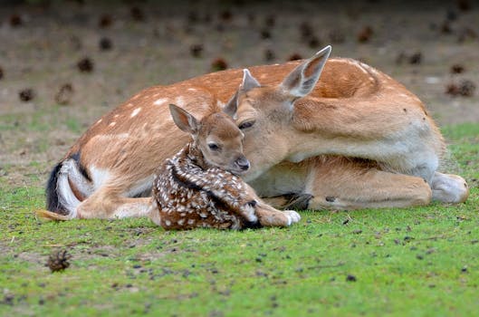 Jak Senát ČR ovlivňuje místní samosprávu a rozvoj regionů?